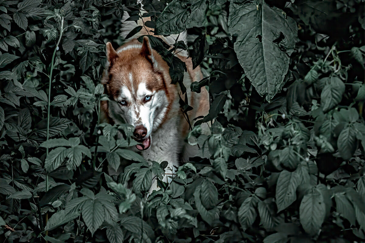 Deeply color saturated photo of a brown huskey hiding in foliage